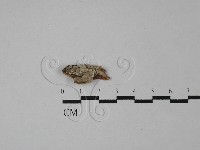 登錄號:F0028910藏品圖，第1張