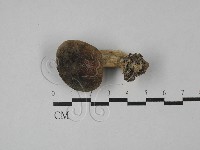 紅菇屬藏品圖，第1張