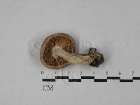 紅菇屬藏品圖，第3張