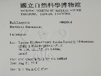 乳菇屬藏品圖，第2張