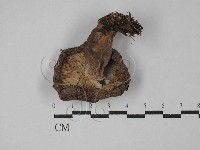 乳菇屬藏品圖，第3張