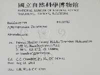 盤革菌屬藏品圖，第2張