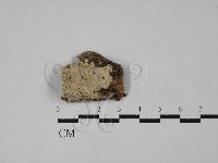 盤革菌屬藏品圖，第1張