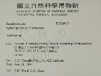 齒菌屬藏品圖，第2張