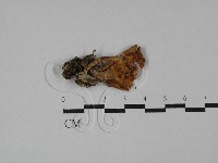 齒菌屬藏品圖，第1張