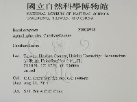 雞油菌屬藏品圖，第2張