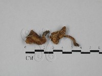 雞油菌屬藏品圖，第1張