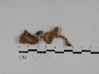 雞油菌屬藏品圖，第3張