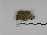 登錄號:F0028919藏品圖，第1張