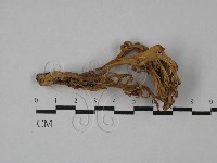 登錄號:F0028920藏品圖，第1張