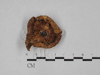 登錄號:F0028921藏品圖，第1張