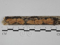 容氏菌屬藏品圖，第1張