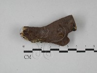 刺革菌屬藏品圖，第1張