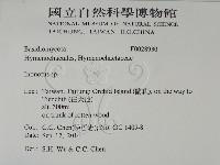 纖孔菌屬藏品圖，第2張