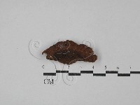 纖孔菌屬藏品圖，第3張