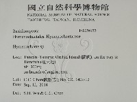 刺革菌屬藏品圖，第2張