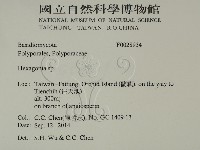 蜂窩菌屬藏品圖，第2張
