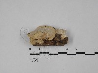 登錄號:F0028935藏品圖，第1張