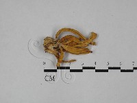 登錄號:F0028936藏品圖，第1張