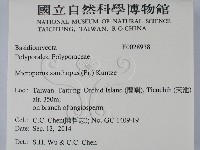 黄柄小孔菌藏品圖，第2張