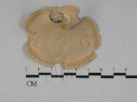 黄柄小孔菌藏品圖，第3張