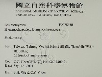 木層孔菌屬藏品圖，第2張