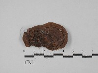 木層孔菌屬藏品圖，第3張