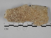 登錄號:F0028945藏品圖，第1張