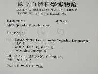 筍殼菌屬藏品圖，第2張