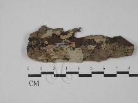 筍殼菌屬藏品圖，第1張