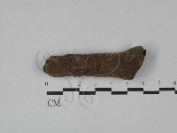 刺革菌屬藏品圖，第1張