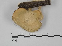 多孔菌屬藏品圖，第1張