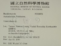 刺皮菌屬藏品圖，第2張