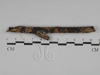 刺皮菌屬藏品圖，第1張