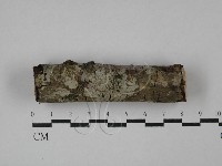 刺皮菌屬藏品圖，第1張