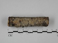 刺皮菌屬藏品圖，第3張