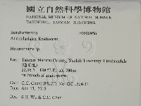 刺皮菌屬藏品圖，第2張