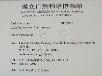 顯絲菌屬藏品圖，第2張