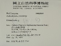 刺皮菌屬藏品圖，第2張