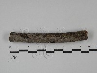 刺皮菌屬藏品圖，第1張