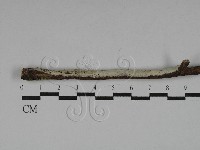 絲齒菌屬藏品圖，第1張