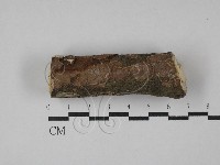 刺革菌屬藏品圖，第1張