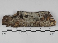 阿太菌屬藏品圖，第1張