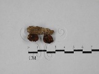 登錄號:F0028971藏品圖，第1張