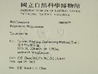 乾酪菌屬藏品圖，第2張