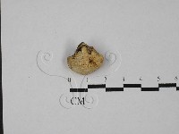 乾酪菌屬藏品圖，第1張