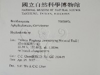 絲齒菌屬藏品圖，第2張