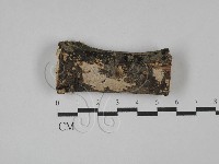 刺皮菌屬藏品圖，第1張