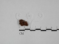 登錄號:F0028977藏品圖，第1張