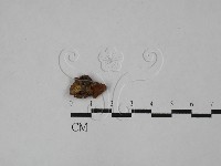 登錄號:F0028977藏品圖，第3張